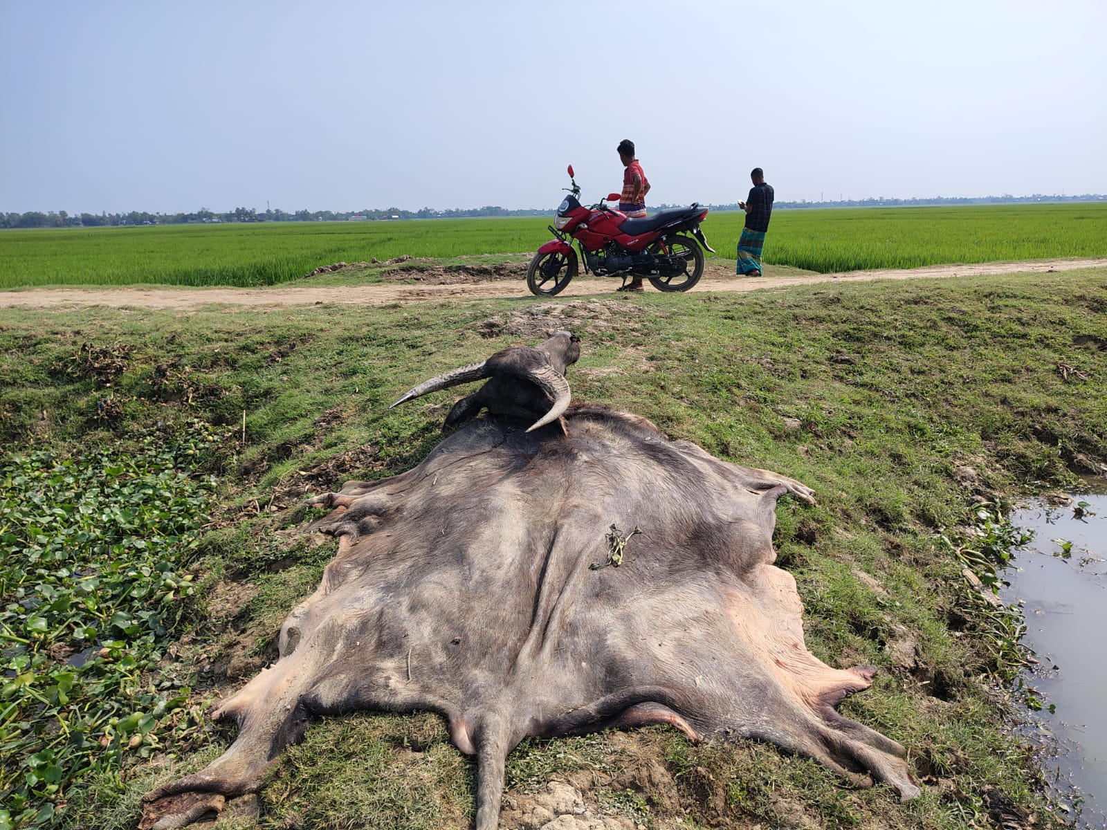 মহিষ চুরির পর জবাই করে মাংস নিয়ে গেলো চোরেরা