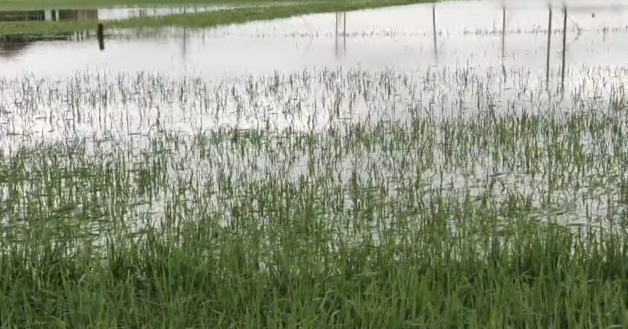 সুনামগঞ্জে শিলাবৃষ্টি ও জলাবদ্ধতায়  কৃষকের মাথায় হাত 