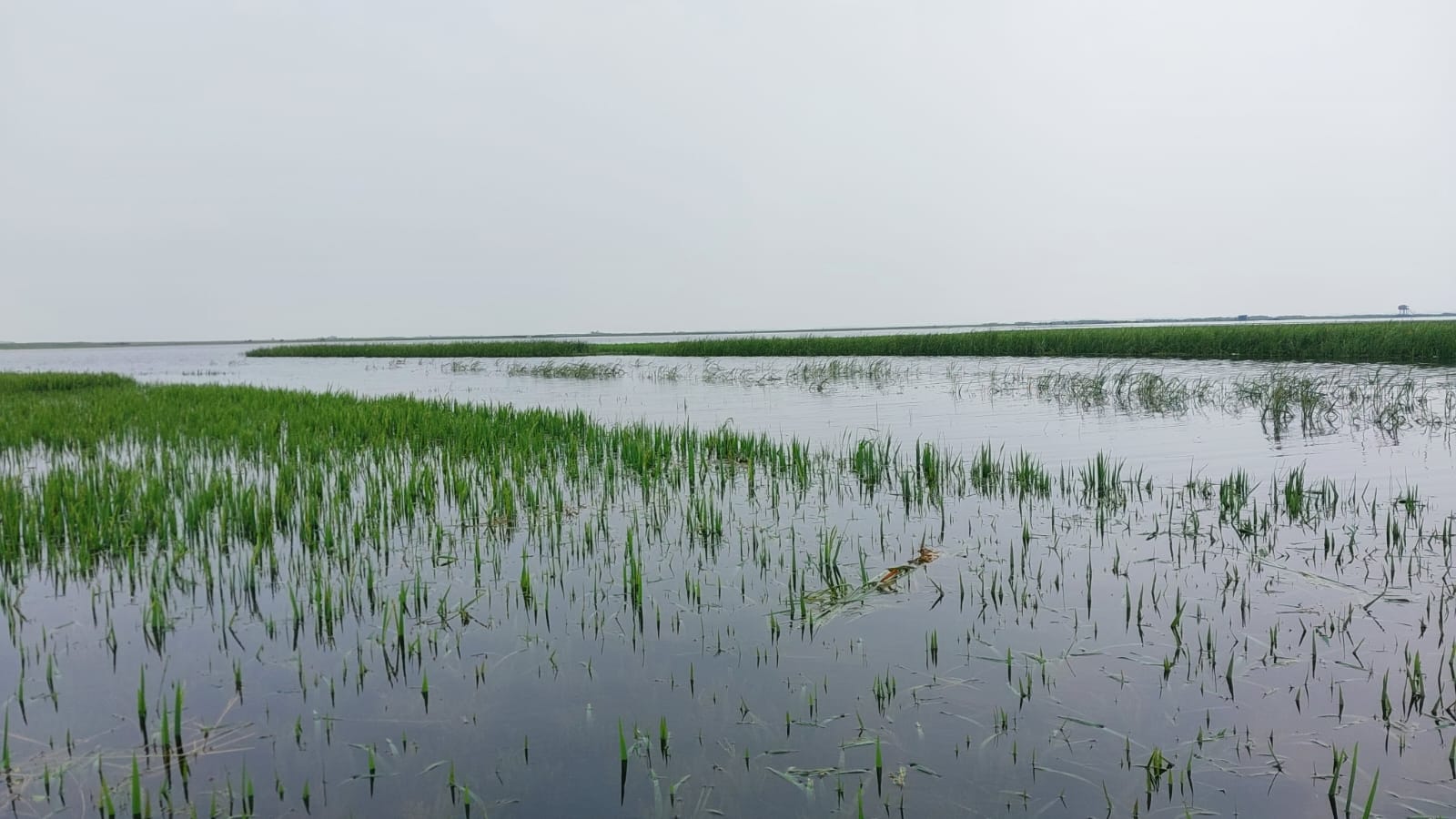 জলাবদ্ধতায় তলিয়ে যাচ্ছে হাওরের কাঁচা ধান