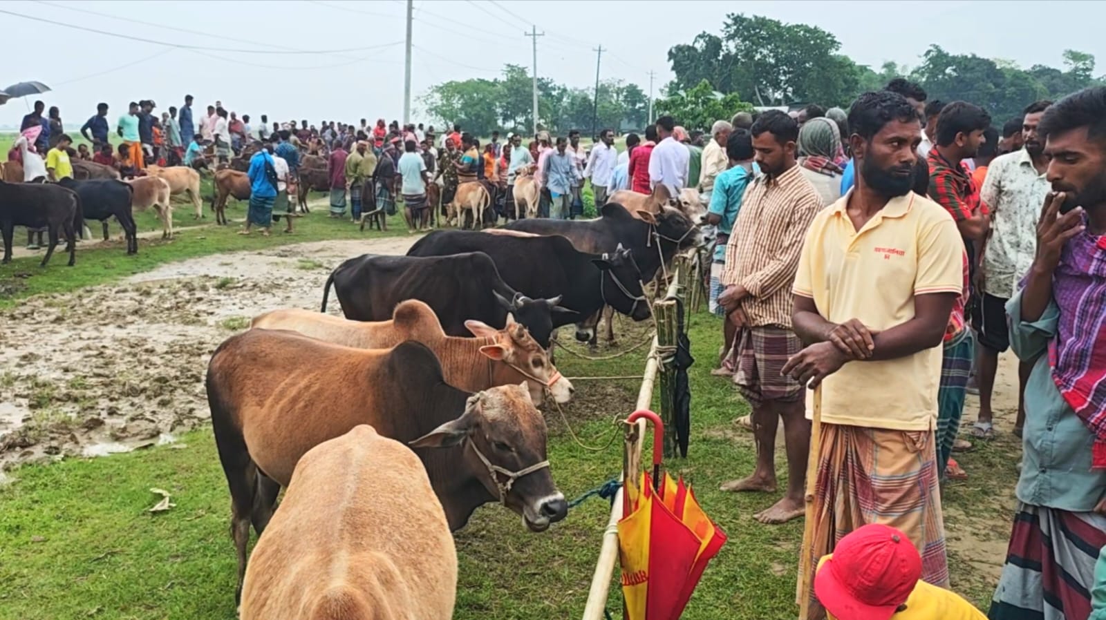 বংশীকুন্ডা বাজারে সপ্তাহিক গরু-ছাগলের হাট চালু 