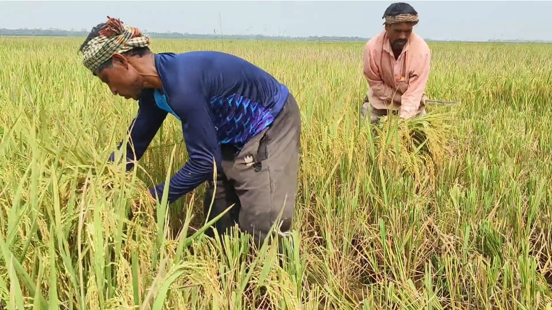 সুনামগঞ্জে আকস্মিক বন্যায় শঙ্কায় ২৮ এপ্রিলের মধ্যে ধান কাটার অনুরোধ