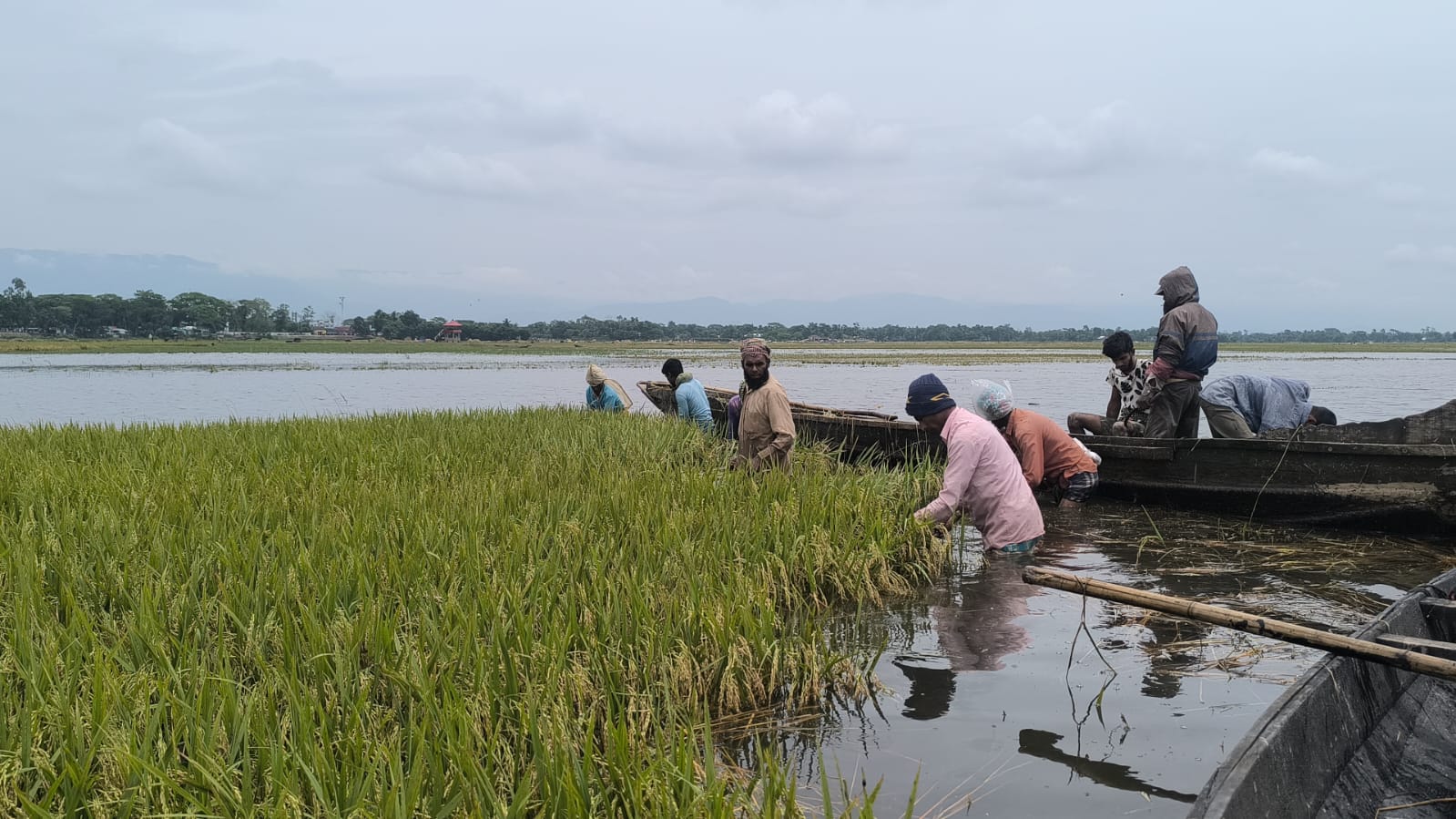 সুনামগঞ্জে আবার বৃষ্টি শুরু, ধান নিয়ে দুর্ভোগে কৃষকরা 