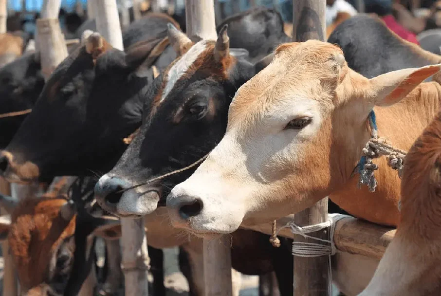 এবার কোরবানিযোগ্য গবাদিপশুর সংখ্যা ১ কোটি ২৩ লাখ ৩৩ হাজার