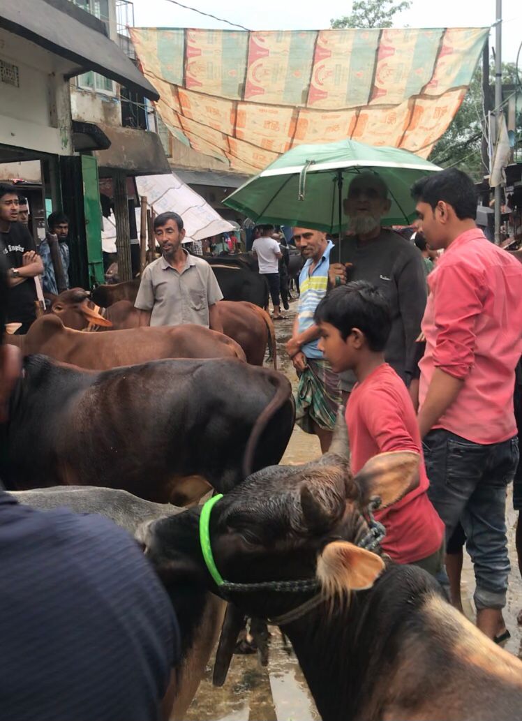 ছাতকে ইজারা বহির্ভূত পশুর হাট, রাজস্ব হারাচ্ছে সরকার