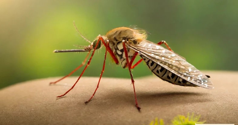 চলতি বছর ডেঙ্গুতে  মৃত্যু ৩০০ ছাড়াল